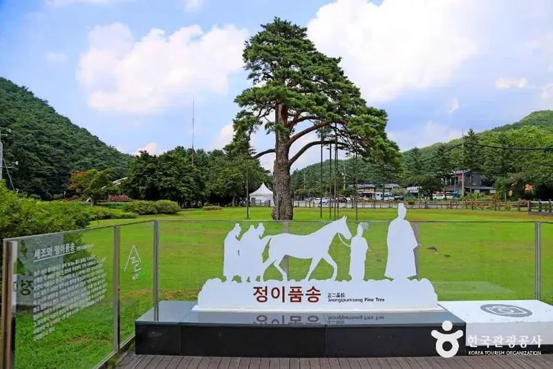 보은 속리 정이품송