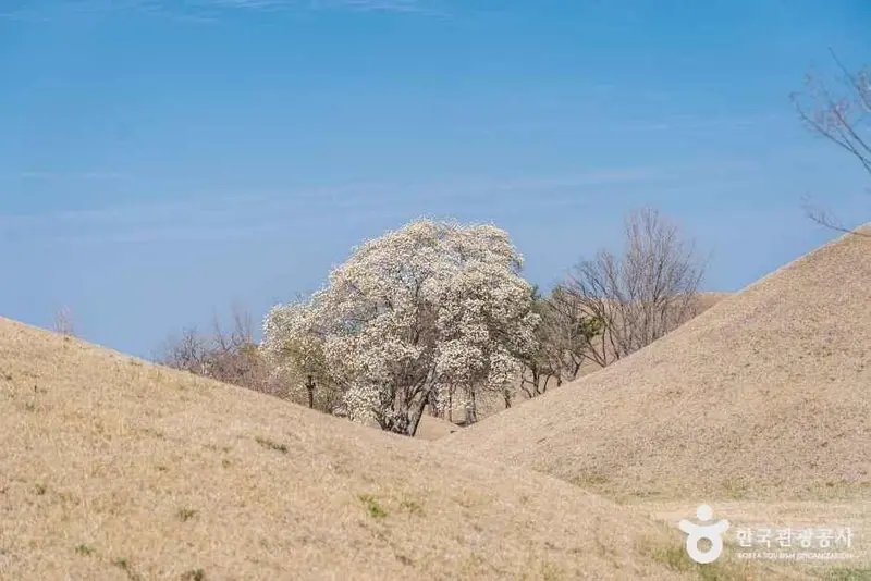 경주 대릉원 일원