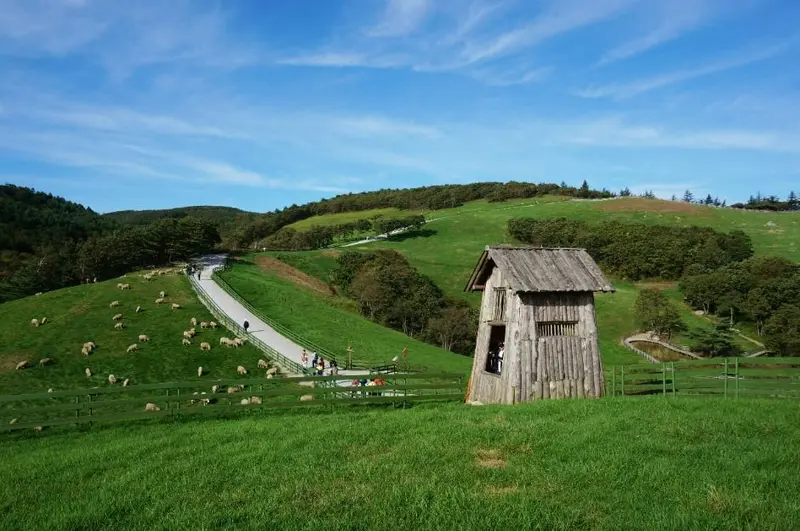 대관령양떼목장