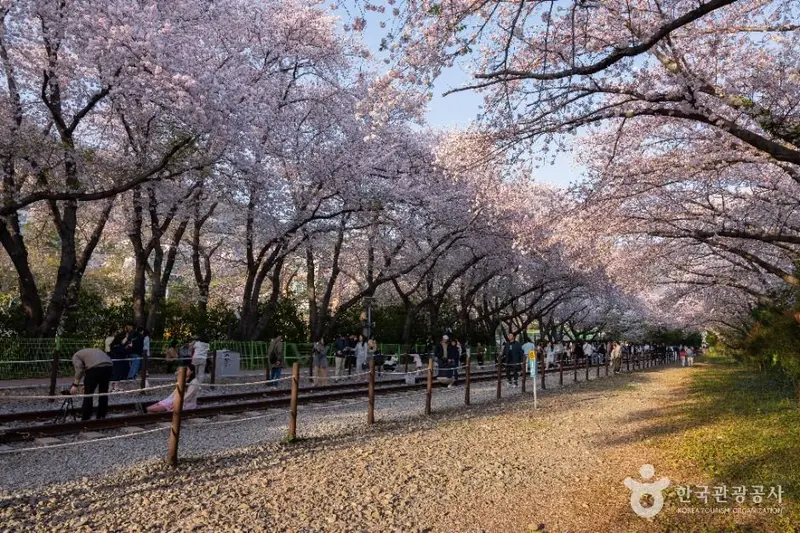 경화역 벚꽃길