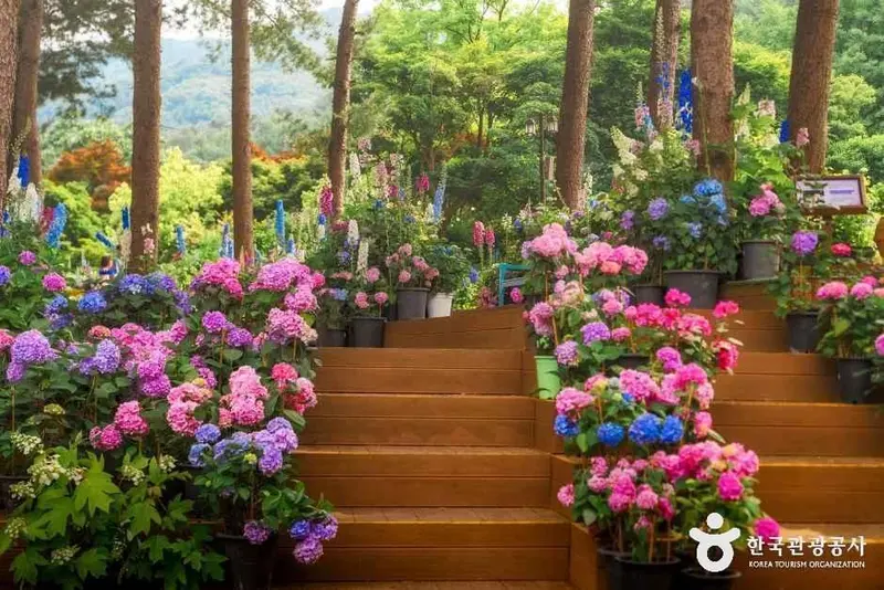 아침고요수목원
